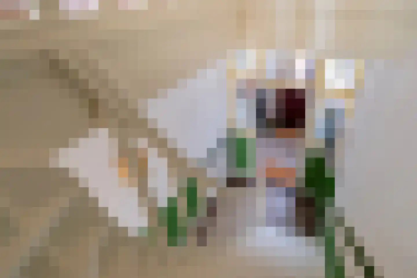 Sterrebosstraat 14 Groningen thumbnail 15