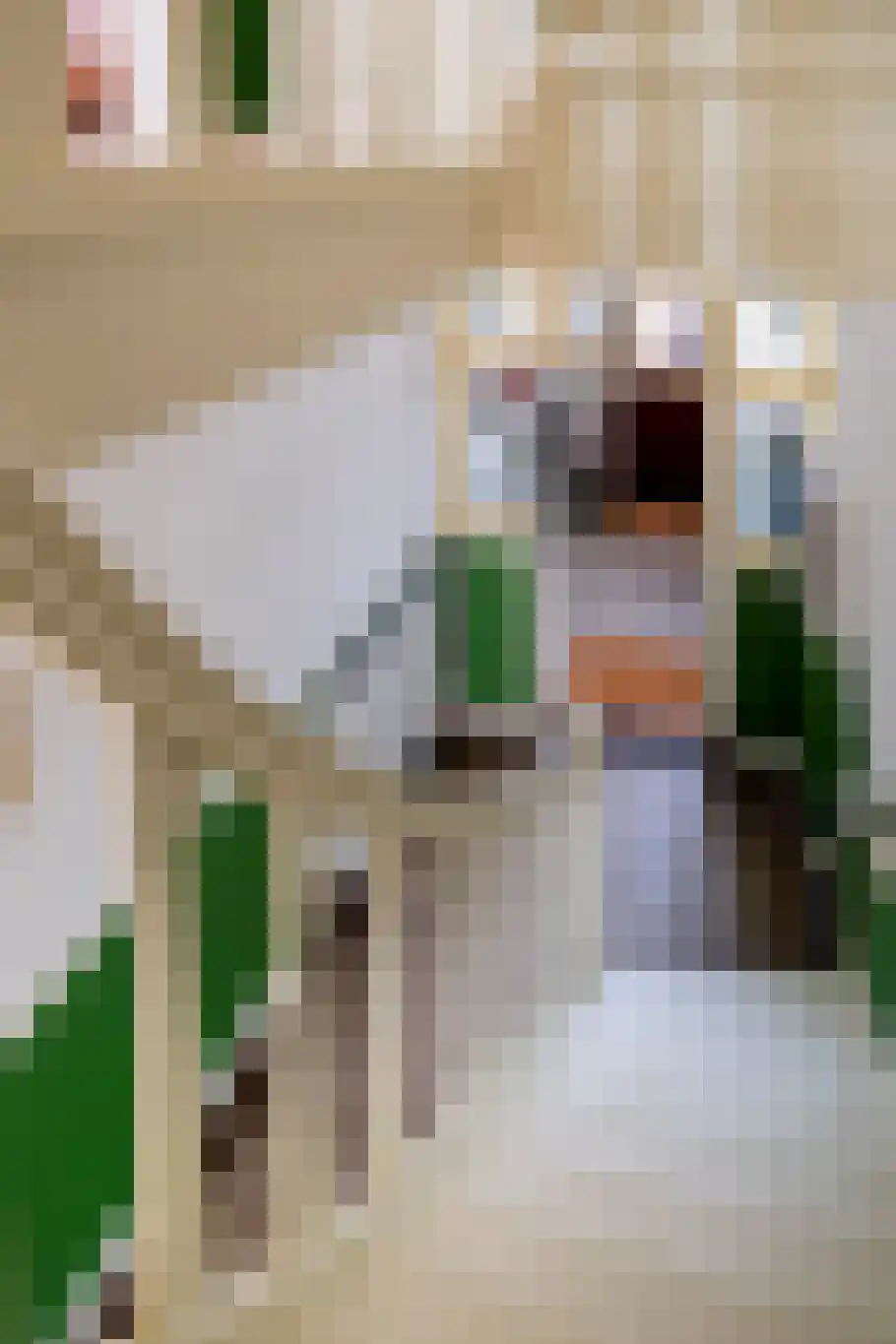 Sterrebosstraat 14 Groningen thumbnail 16