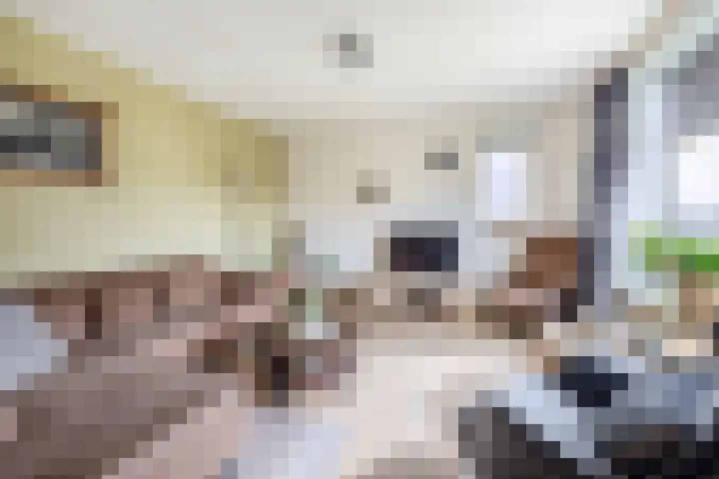 Sterrebosweg 14 Kessel thumbnail 7