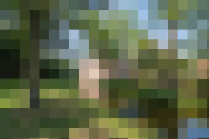 Sterrebosweg 3 C Wijchen thumbnail 33