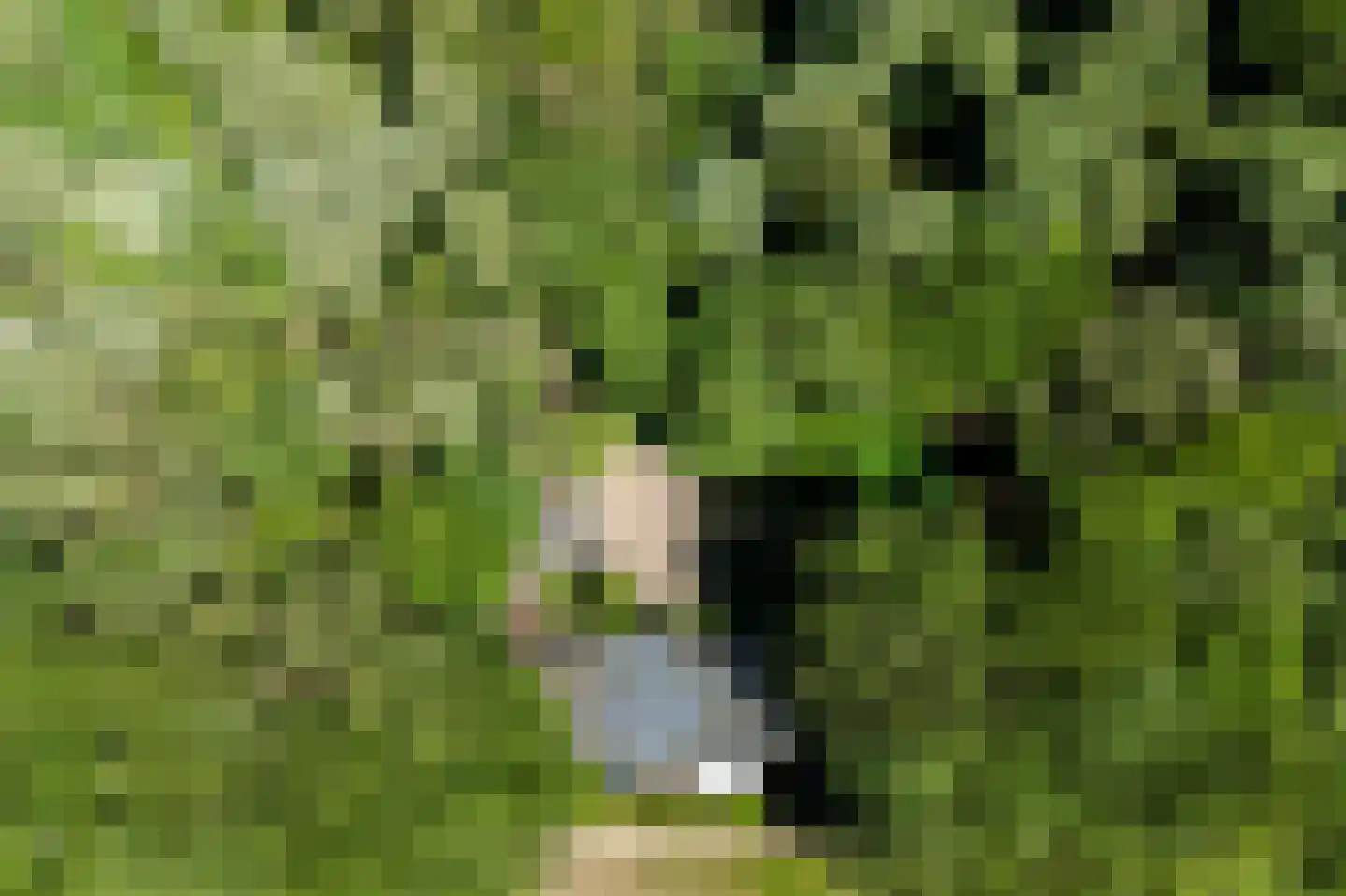 Sterrebosweg 6 Dalfsen thumbnail 5