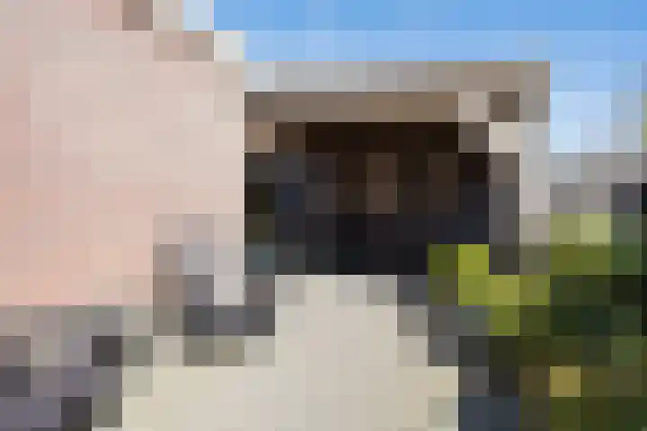 Sterrekamp 45 Nieuwehorne thumbnail 21