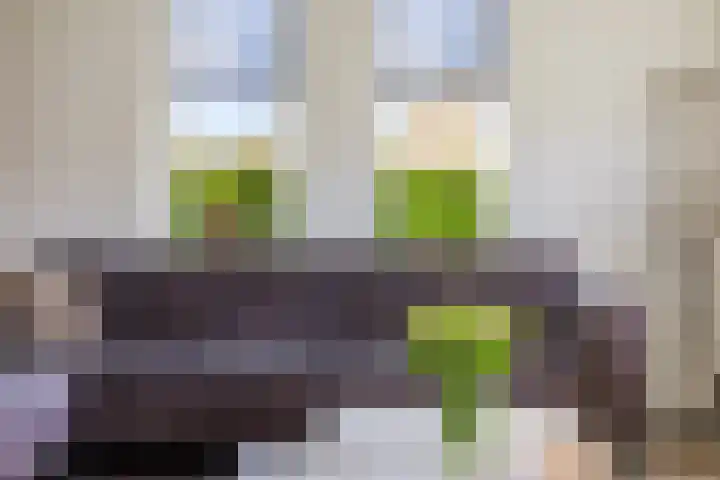 Sterrekamp 45 Nieuwehorne thumbnail 29