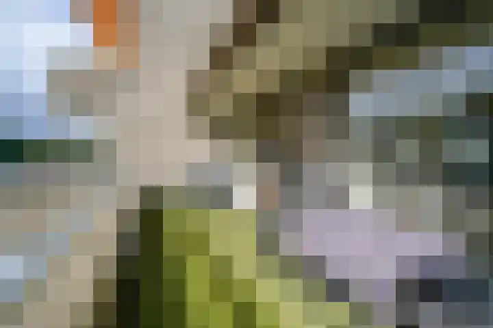 Sterrekinderen erf 55 Capelle aan den IJssel thumbnail 17