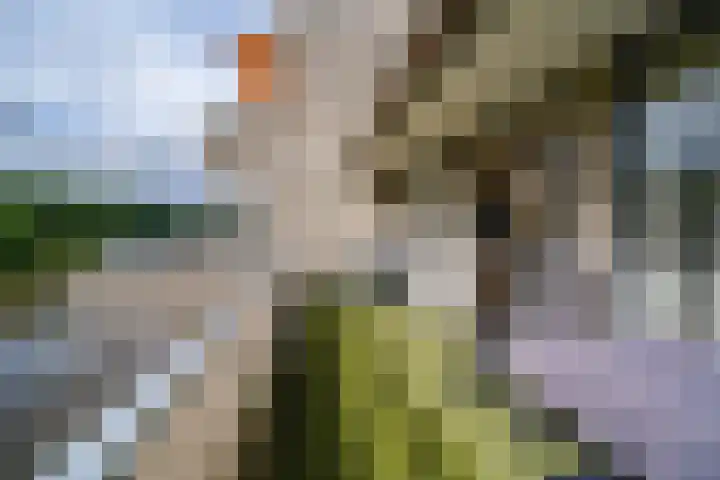 Sterrekinderen erf 55 Capelle aan den IJssel thumbnail 18