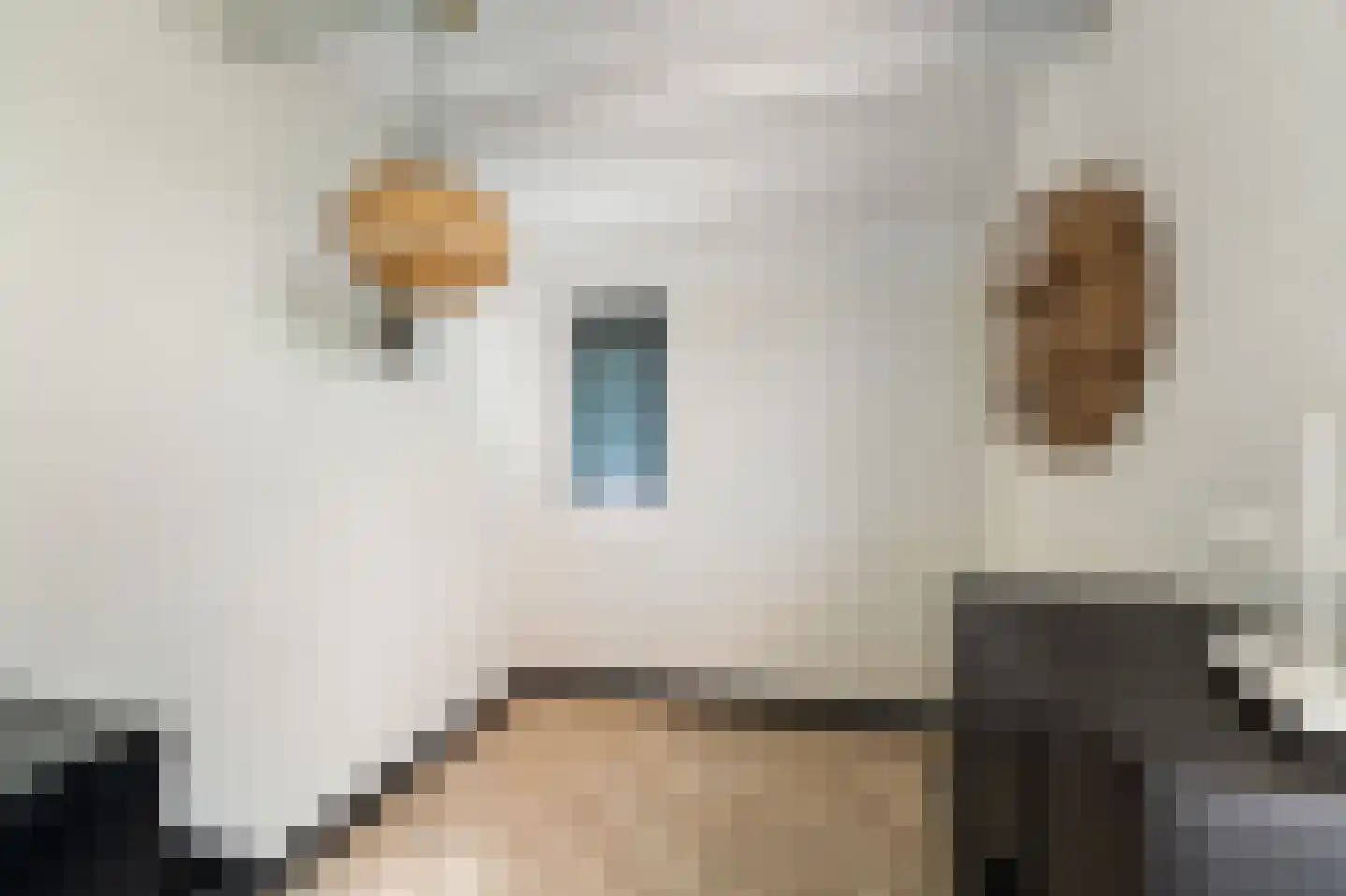 Sterrekroos 49 Kampen thumbnail 8