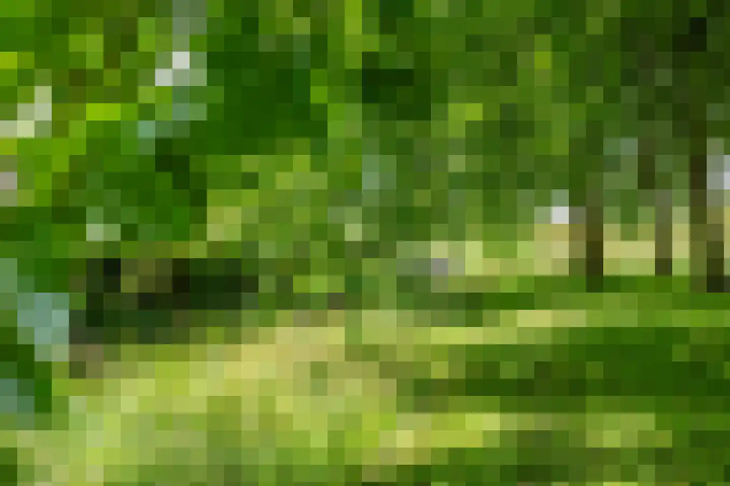 Sterrekroos 73 Kampen thumbnail 41
