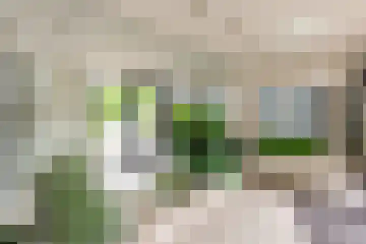 Sterrekruid 59 Zeewolde thumbnail 27