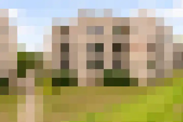 Sterrekruid 59 Zeewolde thumbnail 29