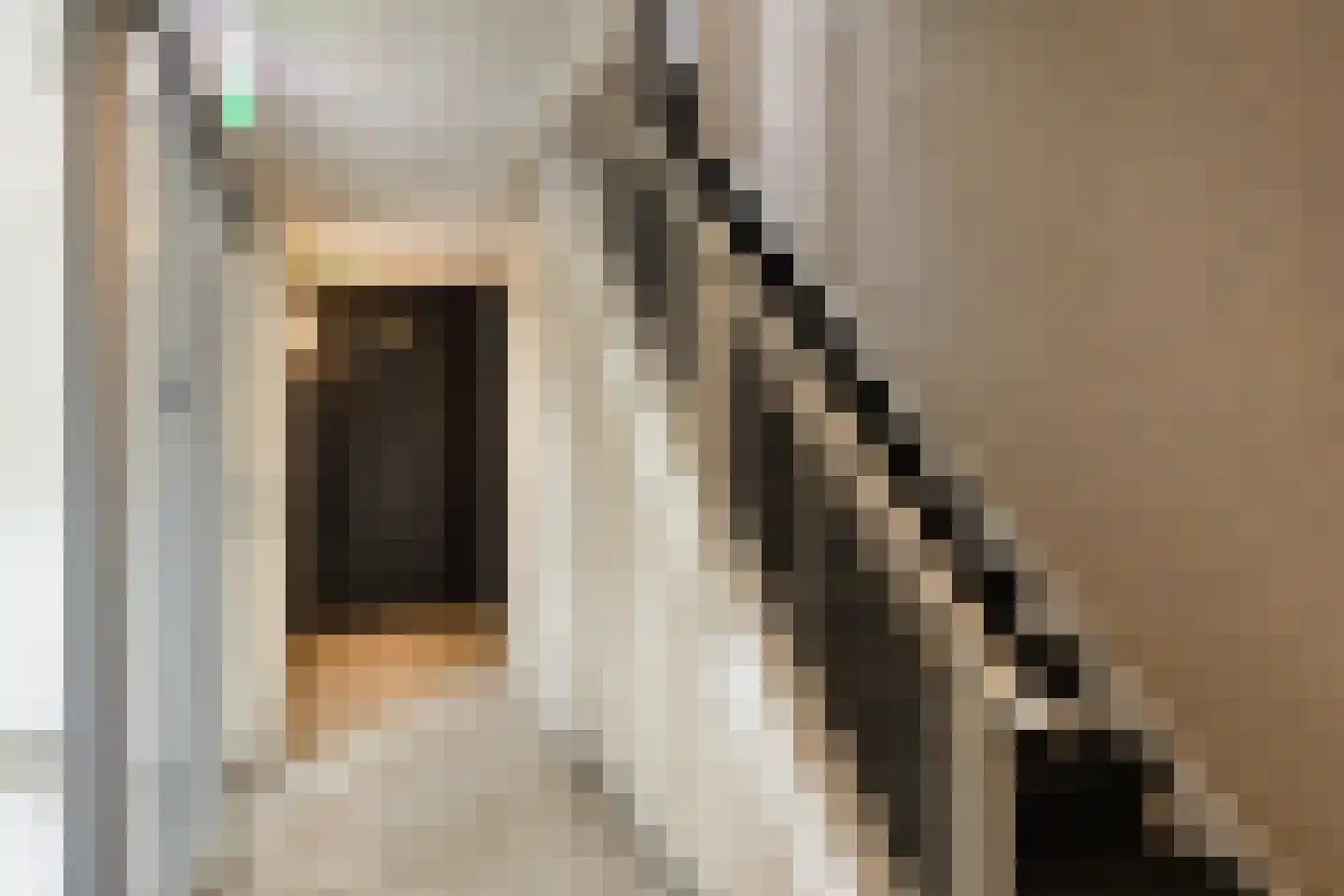 Sterrekruid 61 Zeewolde thumbnail 8