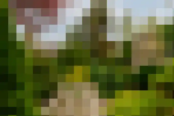 Sterremos 1 Rotterdam thumbnail 38