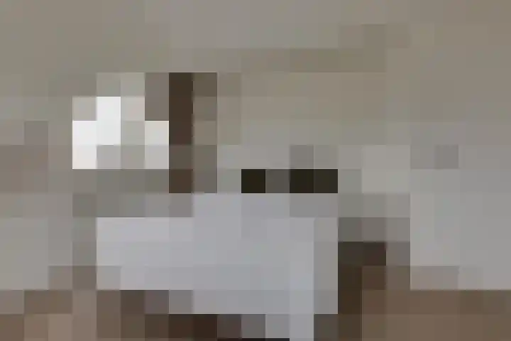 Sterremos 14 Bergschenhoek thumbnail 28