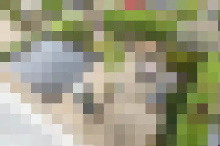 Sterremos 14 Bergschenhoek thumbnail 32