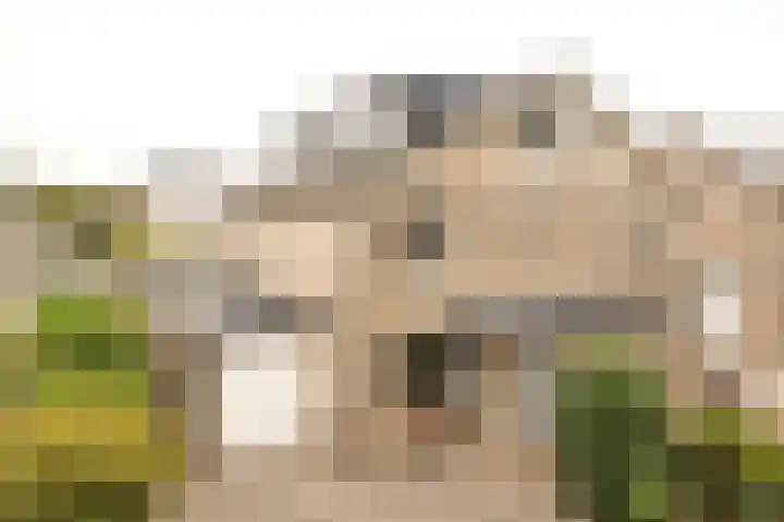 Sterremos 14 Bergschenhoek thumbnail 5