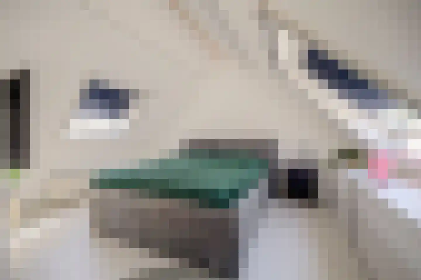 Sterremos 22 Veenendaal thumbnail 25