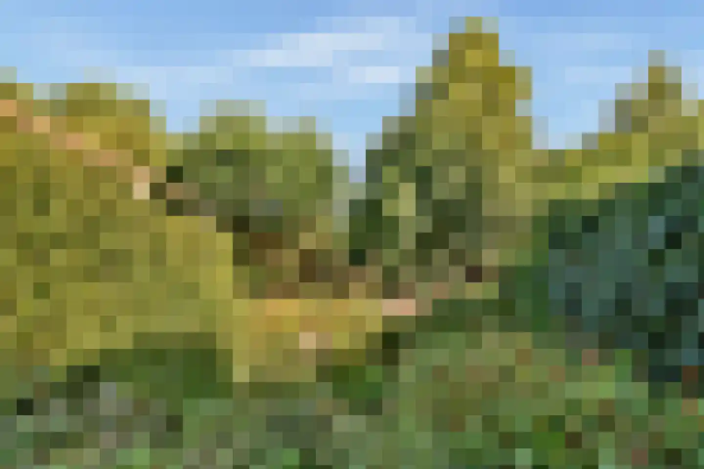 Sterremos 36 Reeuwijk thumbnail 10