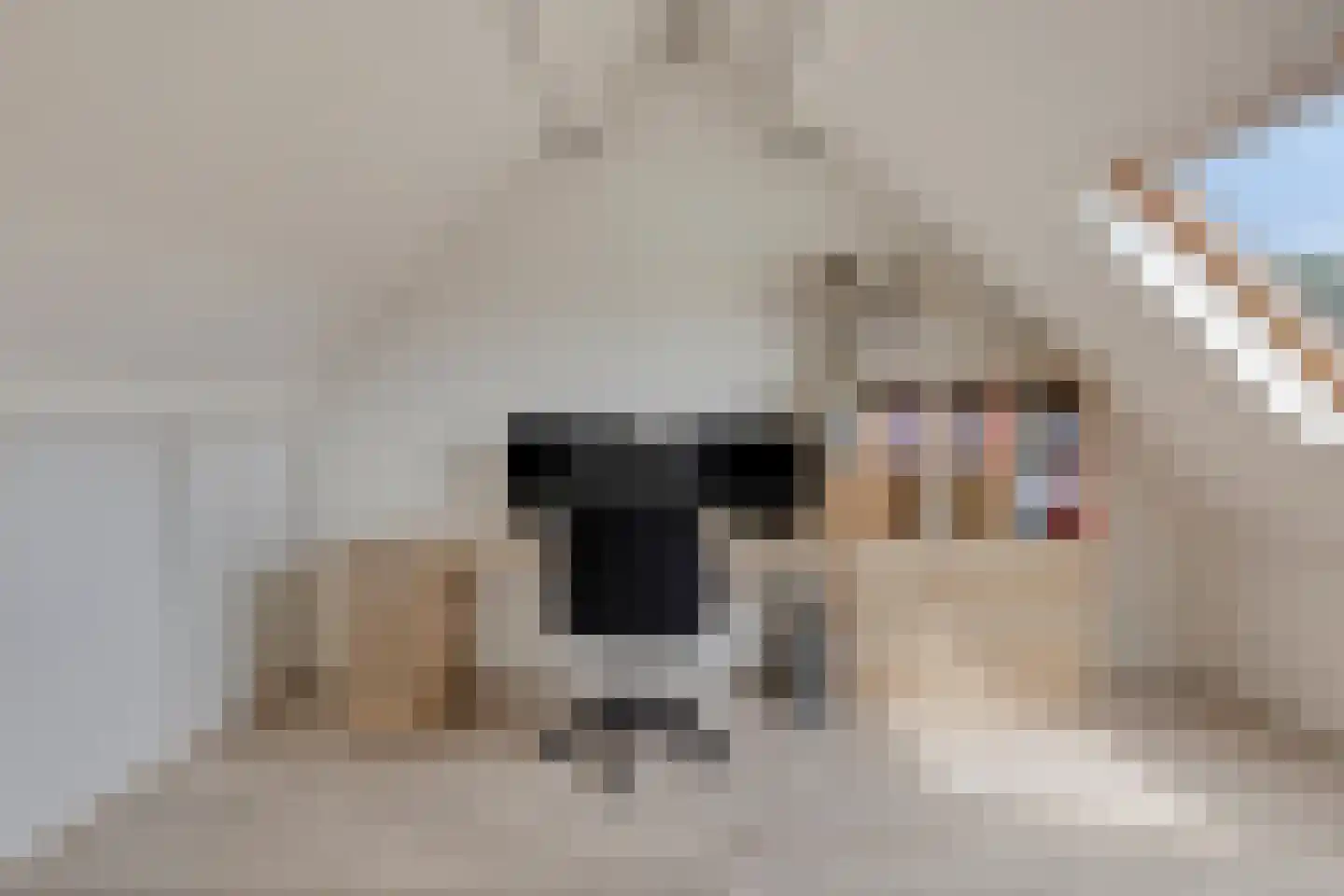 Sterremos 4 Veenendaal thumbnail 25
