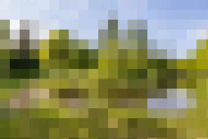 Sterremuurweg 20 Haren Gn thumbnail 19