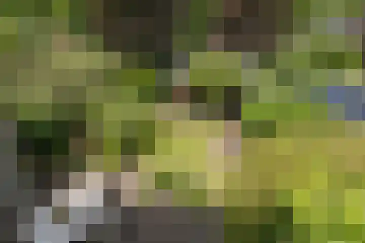 Sterrenboslaan 28 Driebergen-Rijsenburg thumbnail 20