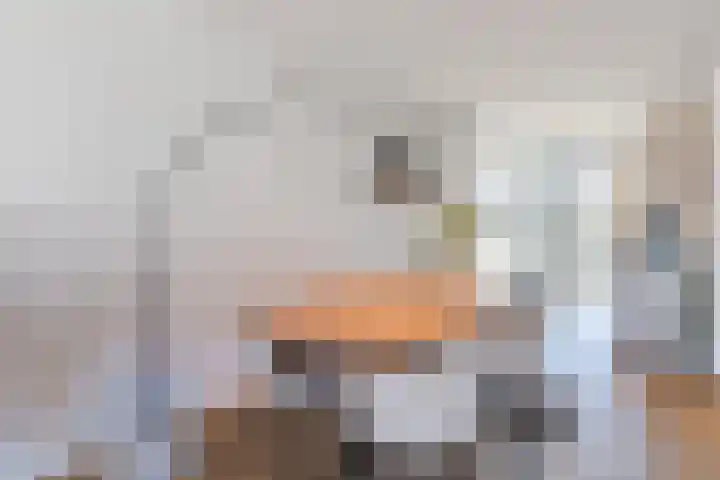 Sterrenkroos 12 Bergen op Zoom thumbnail 21