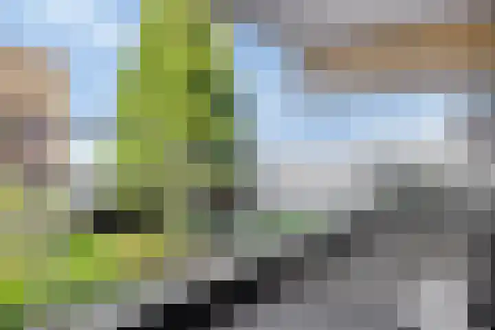 Sterrenkroos 125 Zwolle thumbnail 34