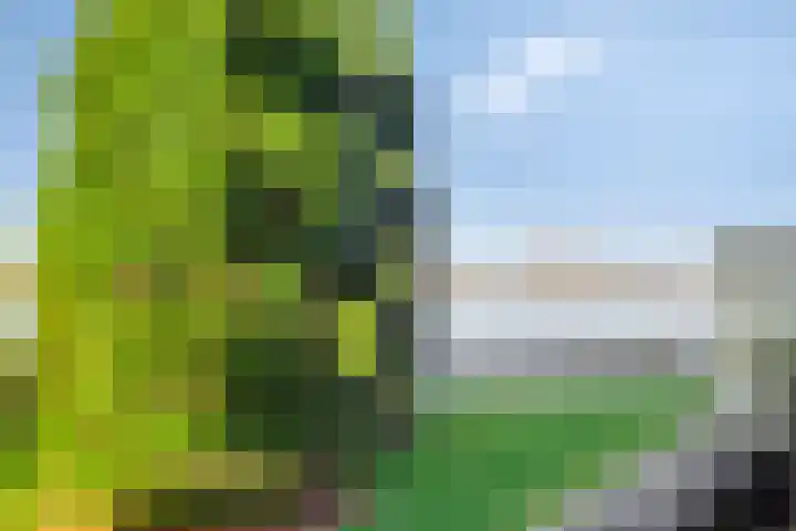 Sterrenkroos 125 Zwolle thumbnail 35