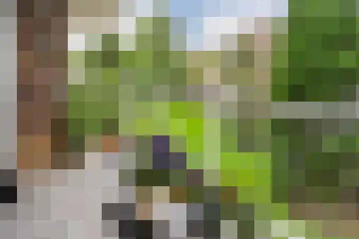 Sterrenkroos 135 Zwolle thumbnail 17
