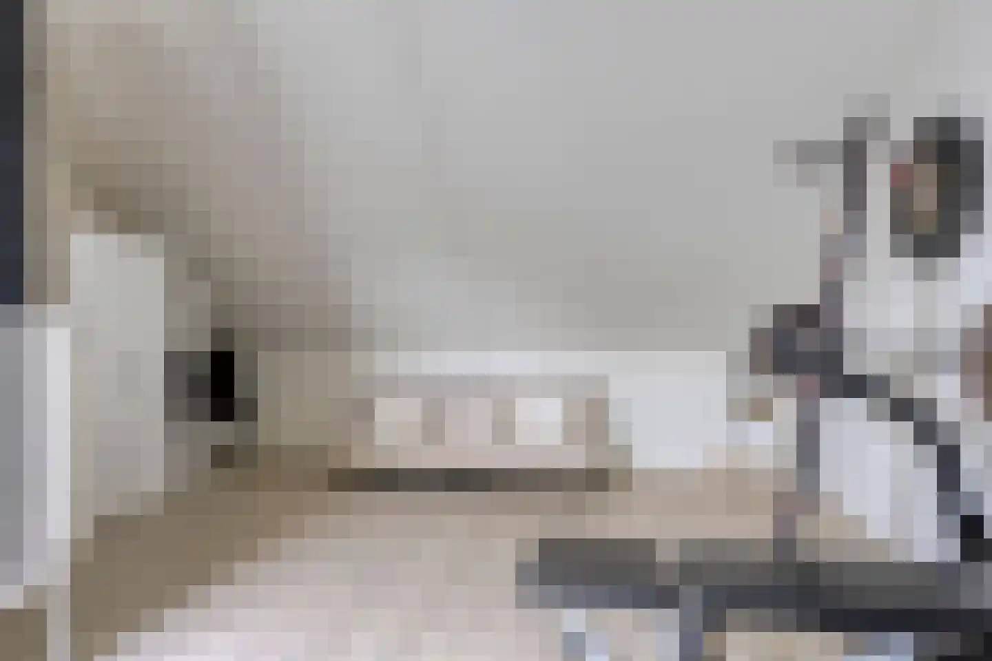 Sterrenkroos 15 Bergen op Zoom thumbnail 25
