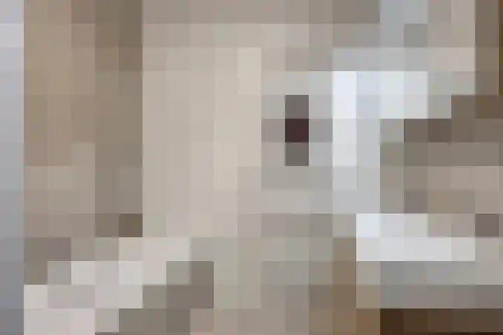 Sterrenkroos 164 Zwolle thumbnail 18