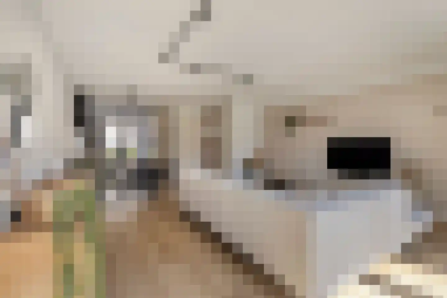 Sterrenkroos 23 Bergen op Zoom thumbnail 13