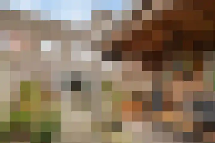 Sterrenkroos 25 Zwolle thumbnail 35