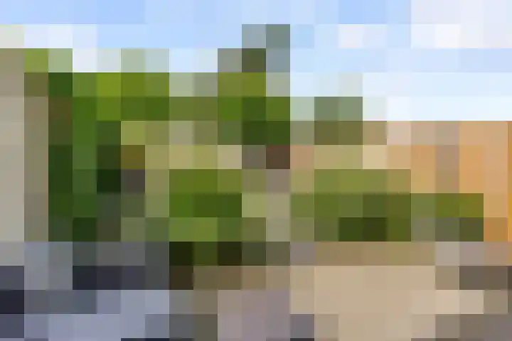 Sterrenkroos 35 Zwolle thumbnail 27
