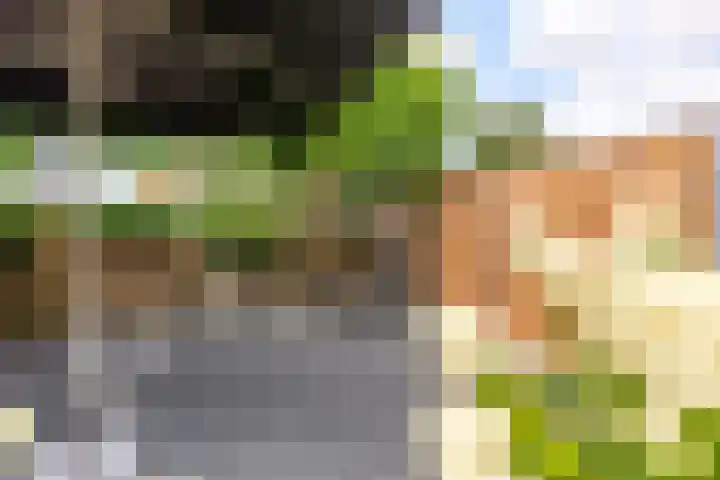 Sterrenkroos 35 Zwolle thumbnail 32