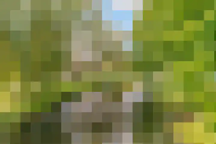 Sterrenkroos 35 Zwolle thumbnail 38