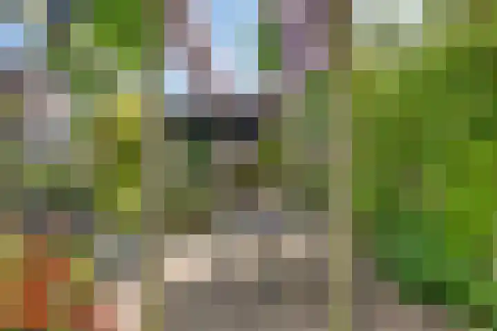 Sterrenkroos 36 Roelofarendsveen thumbnail 24