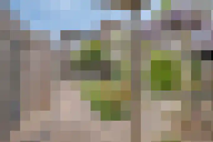 Sterrenkroos 36 Roelofarendsveen thumbnail 25