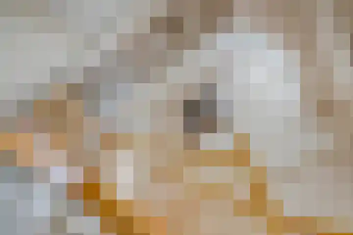 Sterrenkroos 36 Roelofarendsveen thumbnail 4