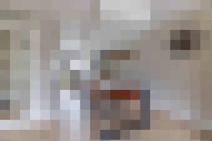 Sterrenlaan 144 Waddinxveen thumbnail 13