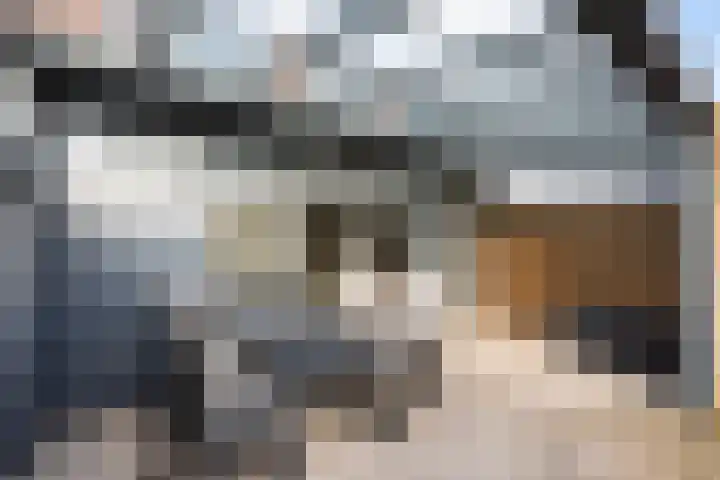 Sterrenmos 62 Zwolle thumbnail 11
