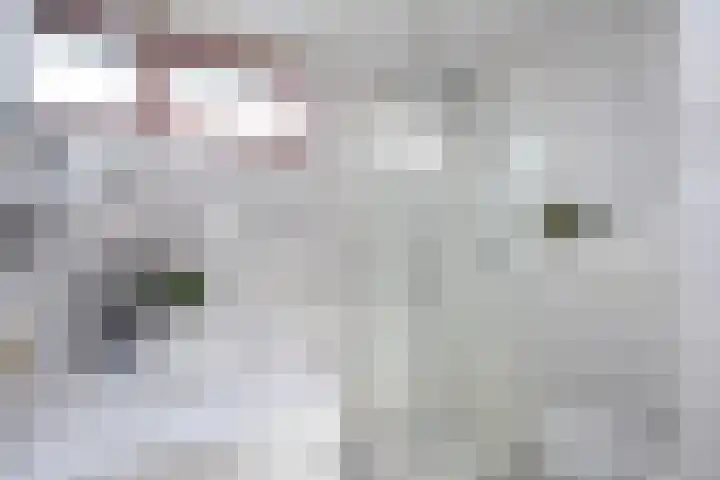 Sterrenmos 62 Zwolle thumbnail 31