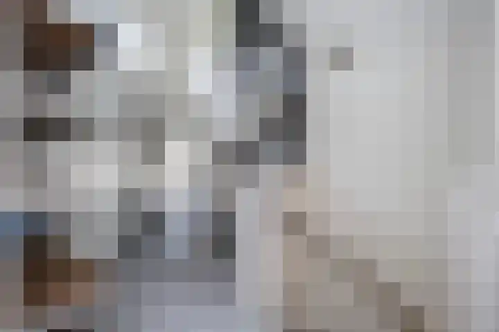 Sterrenmos 62 Zwolle thumbnail 33
