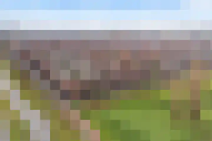 Sterrenmos 62 Zwolle thumbnail 38