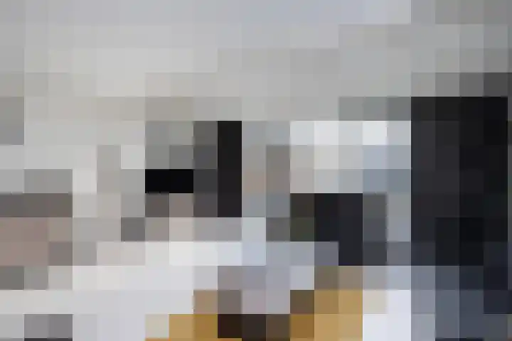 Sterrenmos 62 Zwolle thumbnail 6