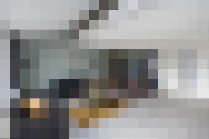 Sterrenmos 62 Zwolle thumbnail 7