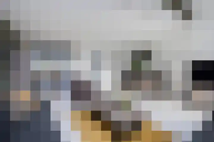 Sterrenmos 62 Zwolle thumbnail 8