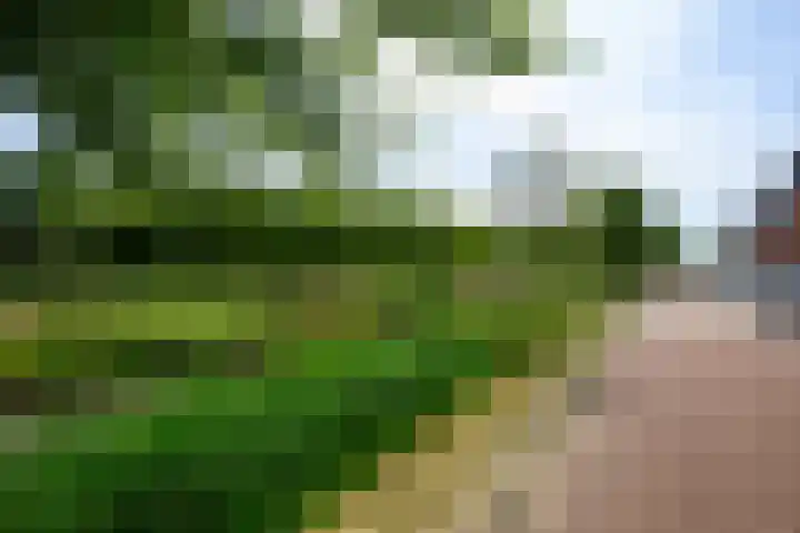 Sterrenzand 12 Naaldwijk thumbnail 32