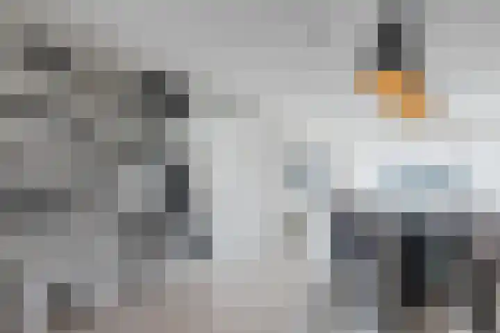 Sterrenzand 6 Deest thumbnail 7