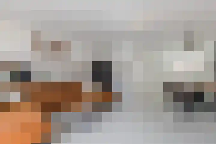 Sterreschans 12 Assendelft thumbnail 10