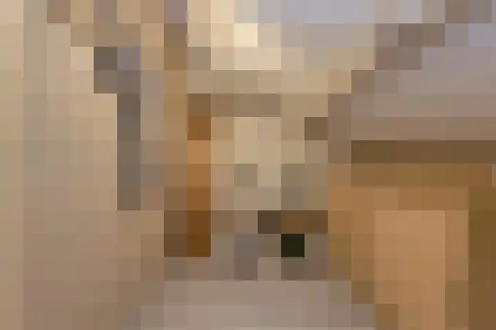 Sterreschans 3 Prinsenbeek thumbnail 42