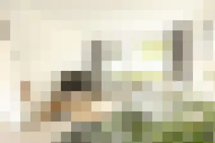 Stetwaard 26 Alkmaar thumbnail 11